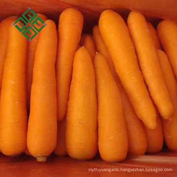 2017 new crop carrot is packing fresh carrot